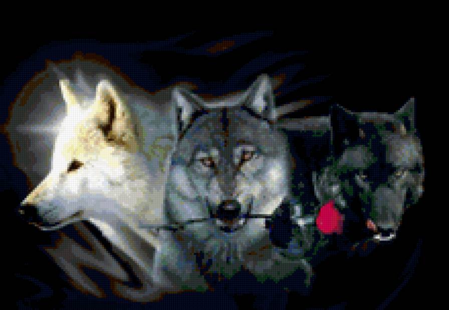 волки - дикие животные, на темном, волки.роза - предпросмотр