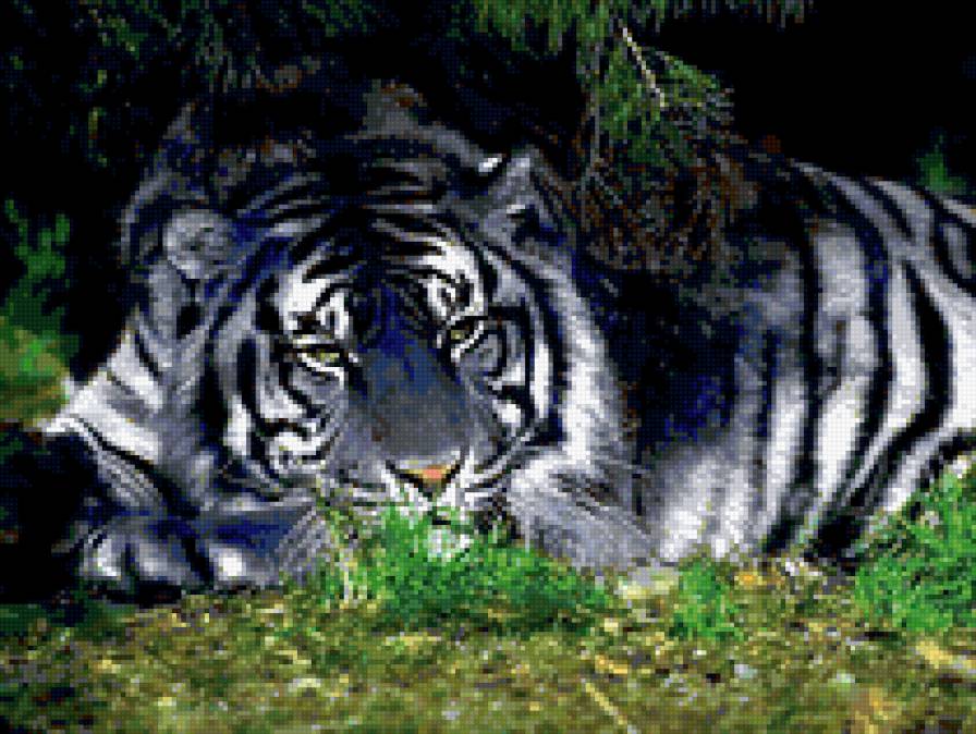 Белый тигр - дикие кошки, тигр - предпросмотр