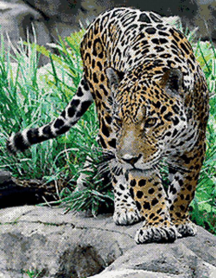 обход владений - животные, леопард - предпросмотр