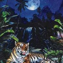 тигр в ночи