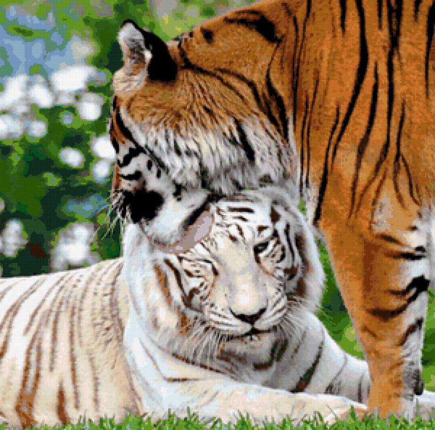 тигры - нежность, тигр - предпросмотр
