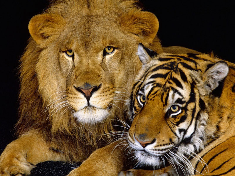 тигр и лев - животные, кошки - оригинал