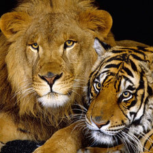 Оригинал схемы вышивки «тигр и лев» (№424759)