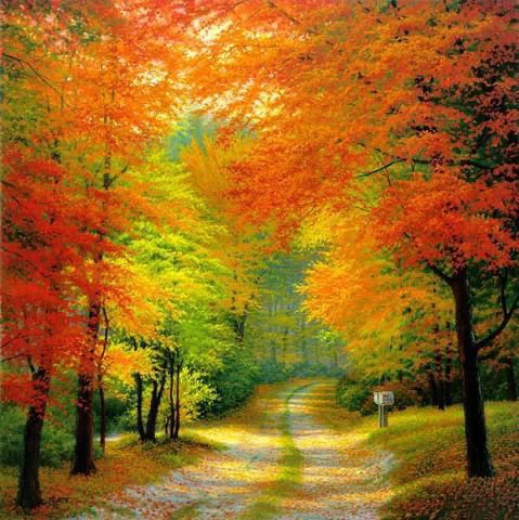 Осенняя лесная дорога - осень, природа, пейзаж, лес - оригинал