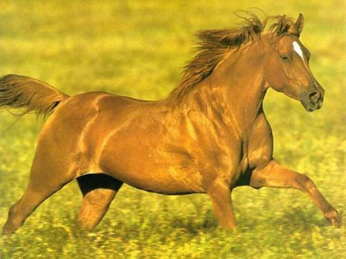 Золотой конь - кони - оригинал