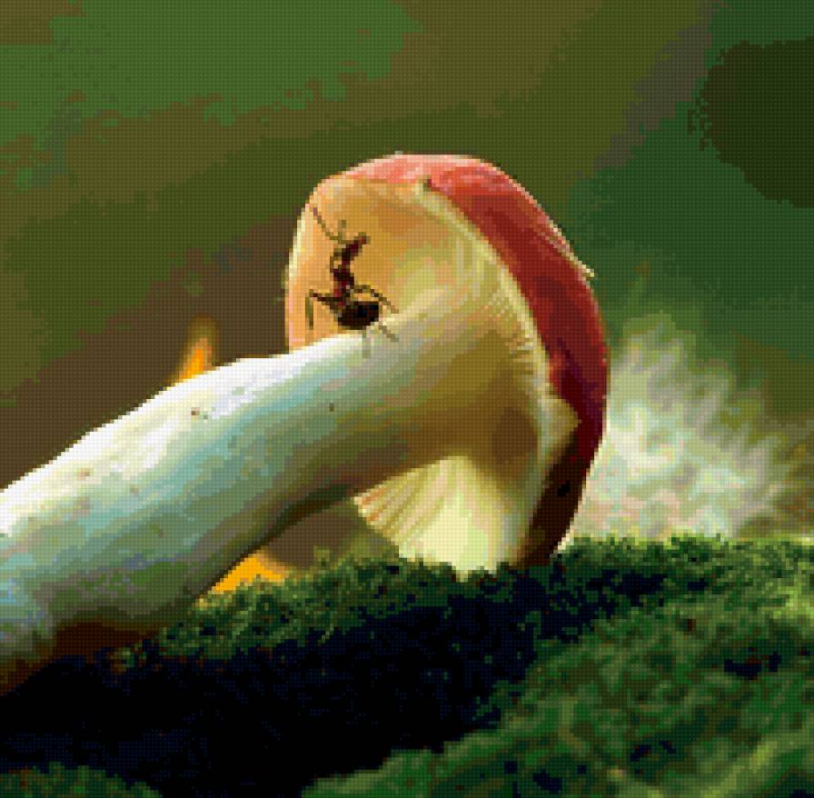 гриб и муравей - муравей, гриб, природа - предпросмотр