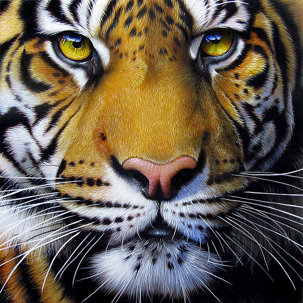тигр - хищник, глаза, животные, тигр - оригинал