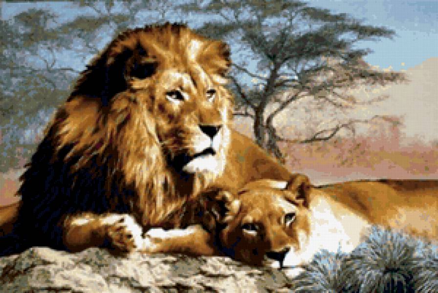 хозяин саванны - животные львы - предпросмотр