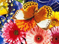 №426727 - цветы и бабочки - оригинал