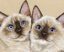 два сиамских котенка