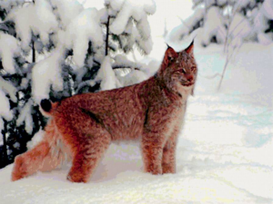 Рысь - дикие животные, зима, природа, семейство кошачьих - предпросмотр