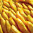 Предпросмотр схемы вышивки «из цикла Хризантемы» (№426941)