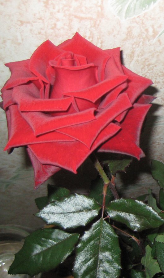 Красная роза - цветок, цветы, роза - оригинал