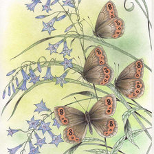 Оригинал схемы вышивки «цветы и бабочки» (№427080)