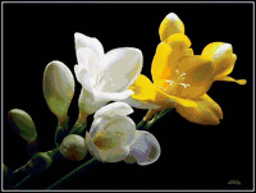 фрезия белая - цветы - предпросмотр