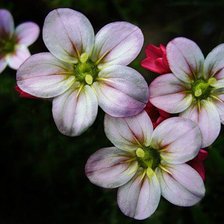 Схема вышивки «Камнеломка.»