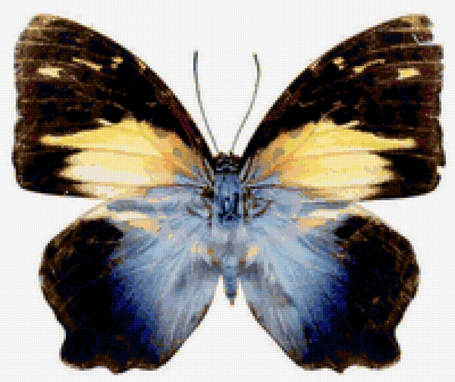 Бабочка - бабочки - предпросмотр