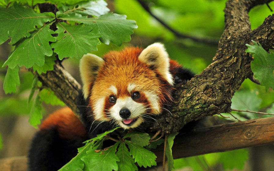 Красная панда - природа, панда, животные - оригинал