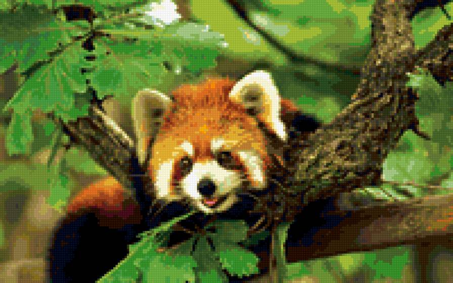 Красная панда - животные, панда, природа - предпросмотр