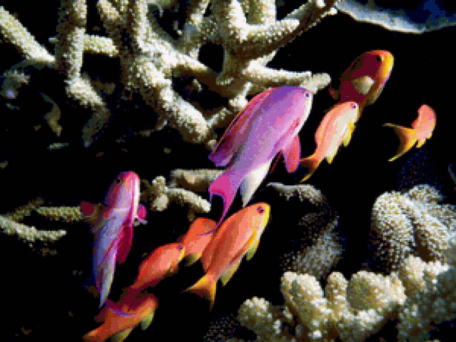 Рыбки - подводный мир, океан, фауна, рыбы, морские обитатели, море - предпросмотр