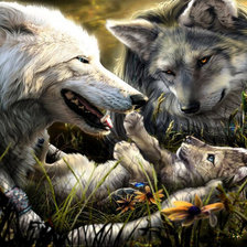 семья волков