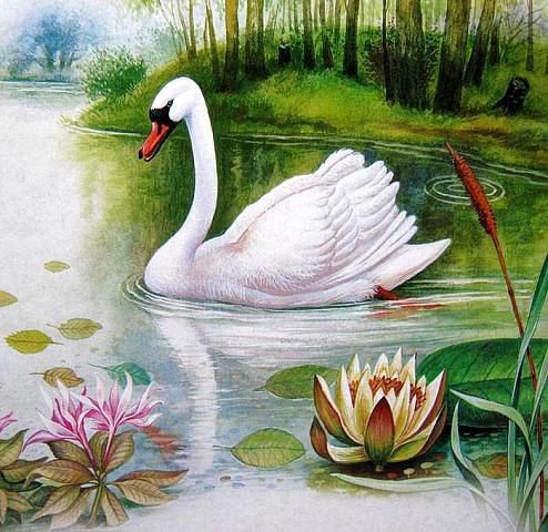белый лебедь на пруду - лебедь, речка, природа - оригинал