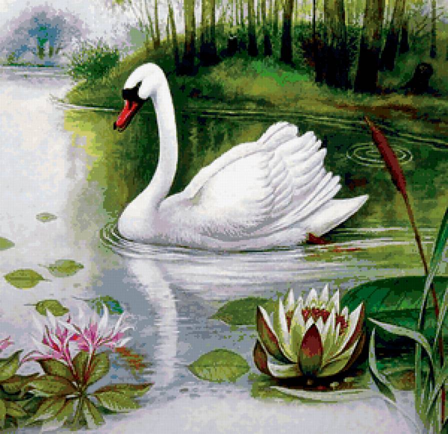 белый лебедь на пруду - лебедь, природа, речка - предпросмотр
