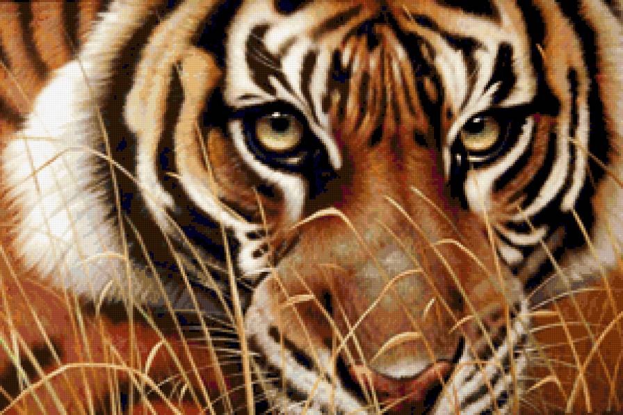 Взгляд - звери, тигры, природа, хищник, тигр, взгляд, глаза, животные - предпросмотр