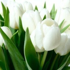 Оригинал схемы вышивки «белые тюльпаны» (№428533)
