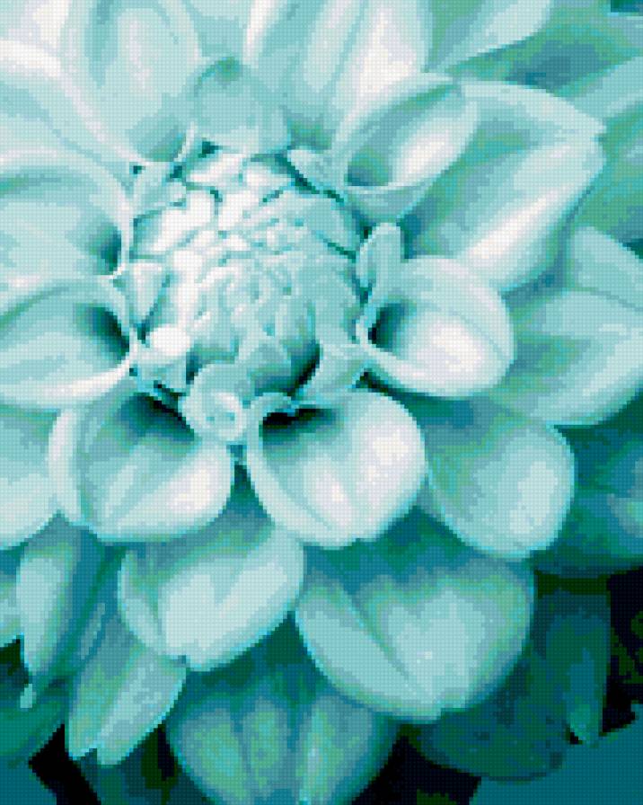 хризантема - цветы, голубой, хризантема - предпросмотр