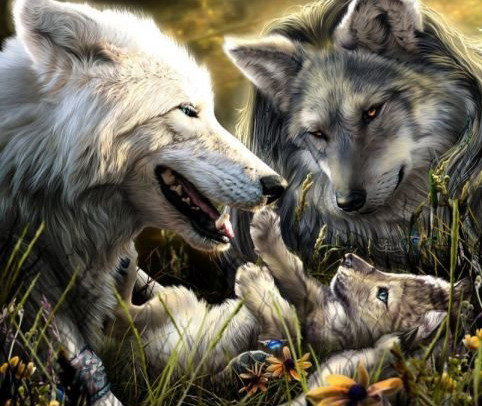 Волки - волк, животные, природа - оригинал