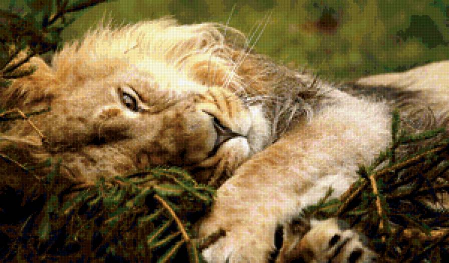 отдых - природа, лев, животные, отдых, хищник - предпросмотр