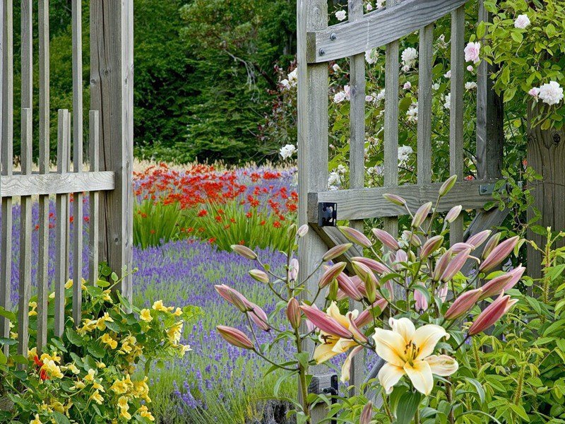огород - забор, природа, цветы, огород - оригинал