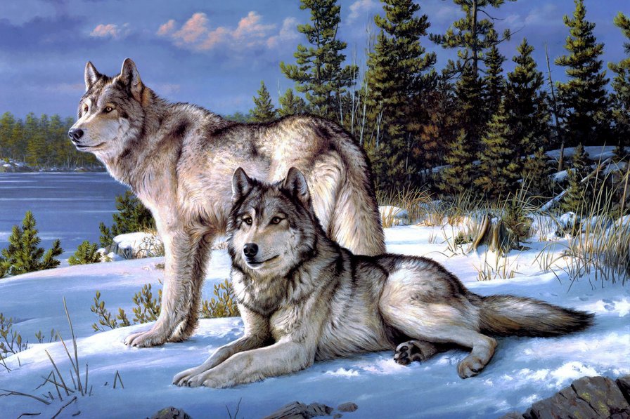 Волки - животные, зима, природа, волки - оригинал