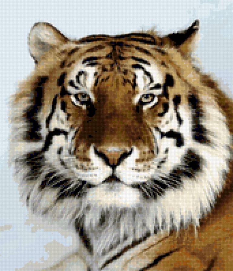 портрет тигра - кошки, животные - предпросмотр