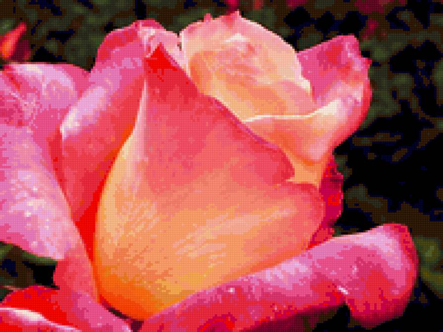 Роза 1 - лето, природа, розы, цветы - предпросмотр