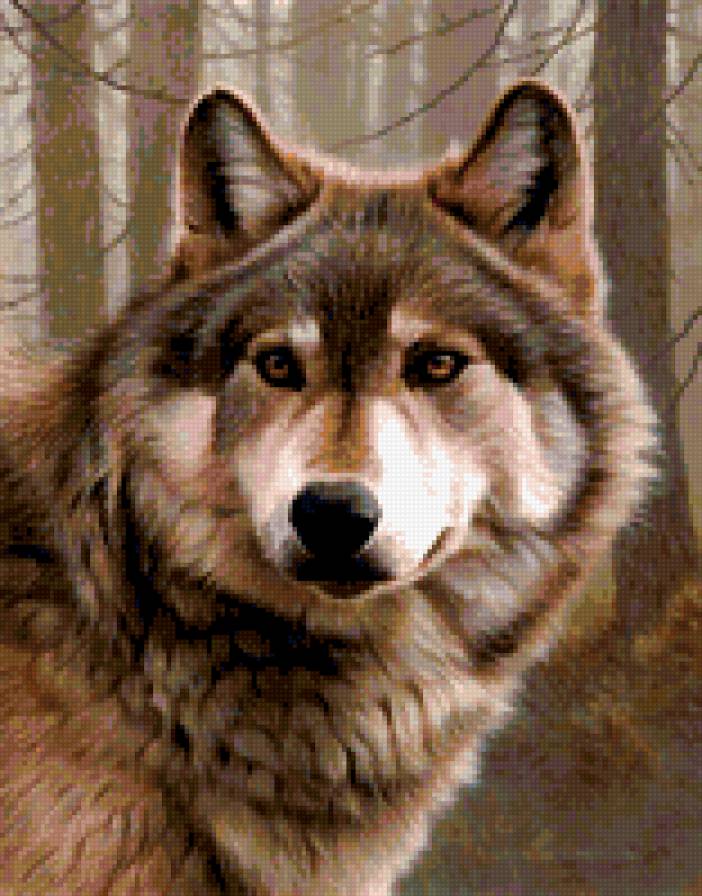 Волк - взгляд, волки, животные - предпросмотр