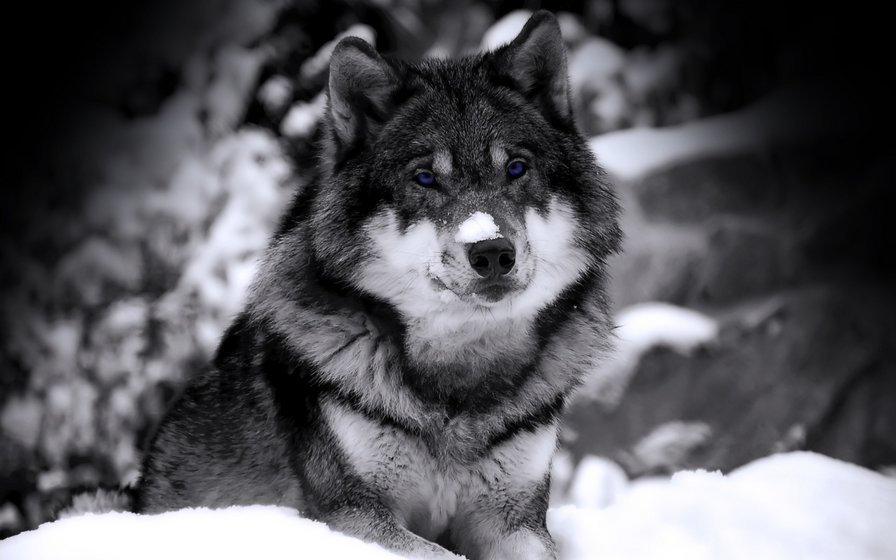 Волк - лес, деревья, зима, волки, снег - оригинал