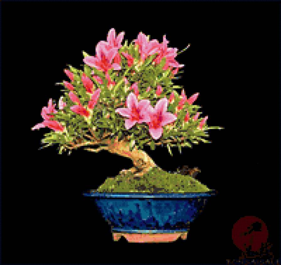 Цветущий бонсай - азия, цветы, восток - предпросмотр