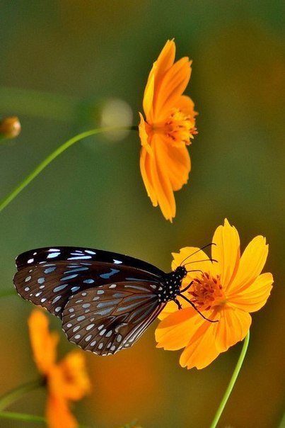 бабочка - природа, бабочка, цветы - оригинал