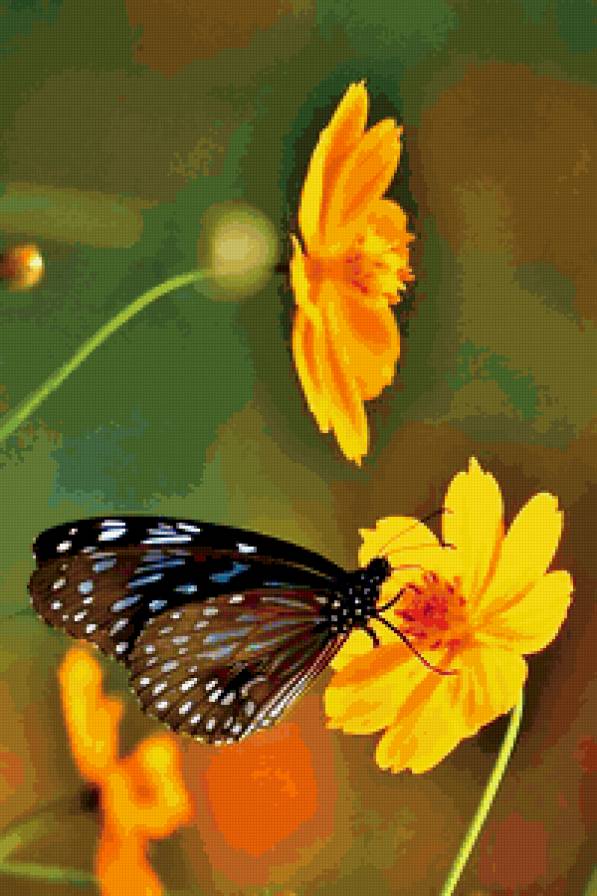 бабочка - бабочка, цветы, природа - предпросмотр