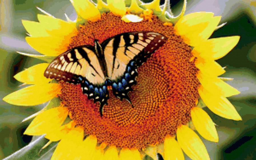 бабочка и подсолнух - цветы, бабочка, природа - предпросмотр
