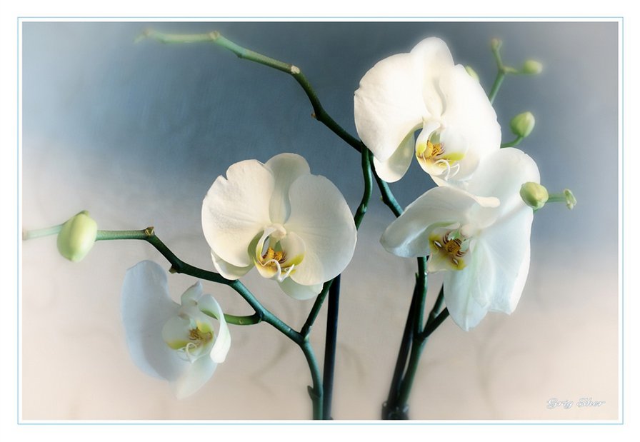 Орхидея - цветы - оригинал
