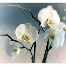Оригинал схемы вышивки «Орхидея» (№433301)