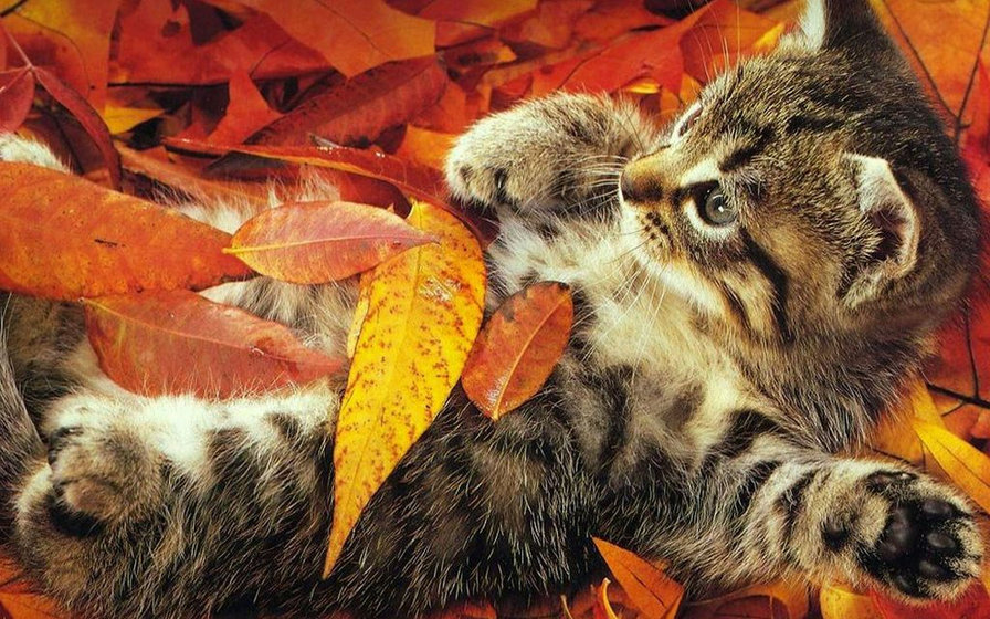 котенок - кот, листья, осень, листва, кошка, котенок - оригинал