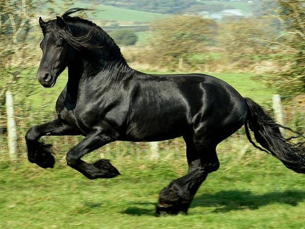 черный конь - оригинал