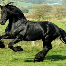 Оригинал схемы вышивки «черный конь» (№433463)