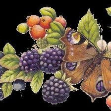 Оригинал схемы вышивки «бабочки и ежевика» (№433881)