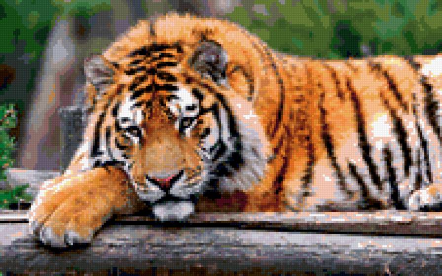 Тигр - тигры, животные, взгляд - предпросмотр