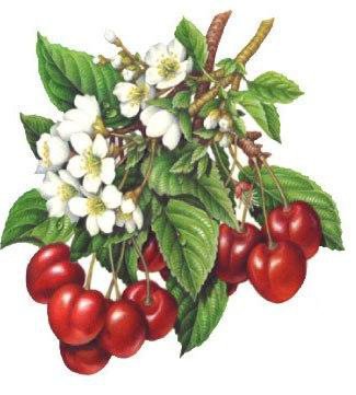 ветка вишни - ягоды ветка вишни - оригинал